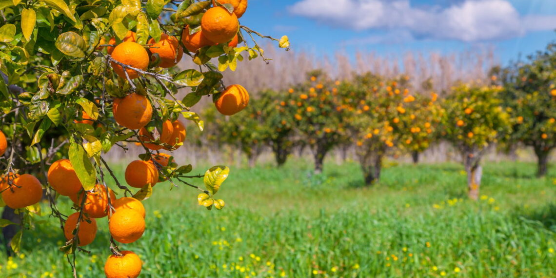 Dicas para cultivar laranjas em casa de forma econômica