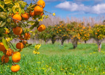 Dicas para cultivar laranjas em casa de forma econômica