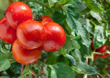 Fruta popular e apreciado em molhos se destaca em hortas domésticas