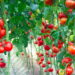 Como cultivar tomates e colher em casa com facilidade