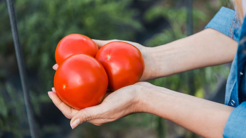 O truque para manter o tomate firme por semanas na geladeira