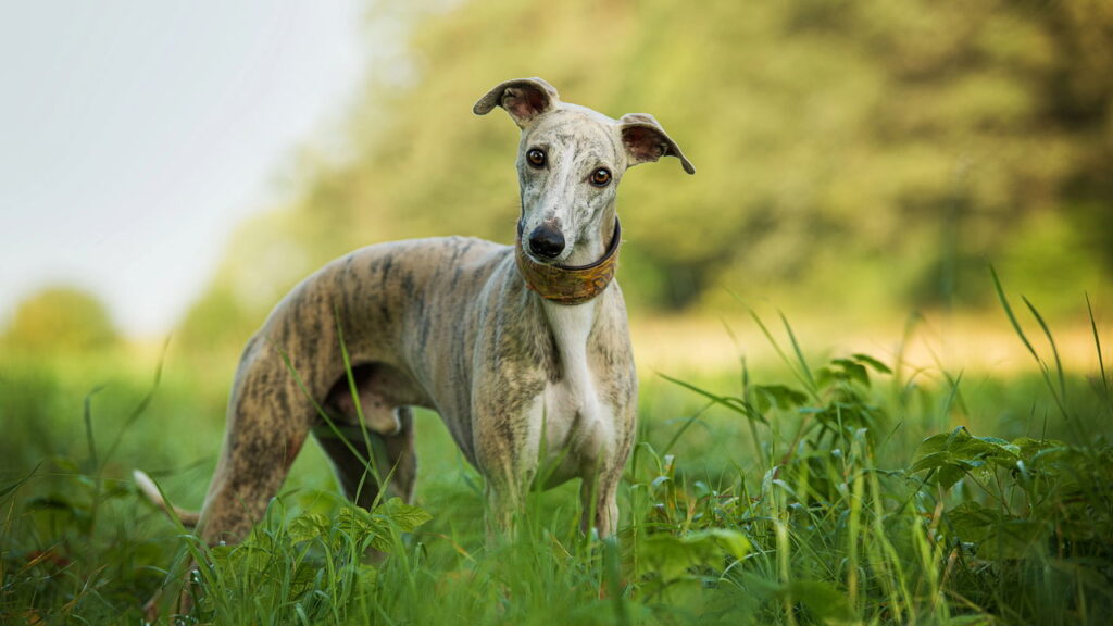 Qual raça de cachorro combina com você de acordo com seu mês de nascimento