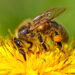 Essas ervas viraram o xodó de quem quer afastar abelhas e vespas naturalmente