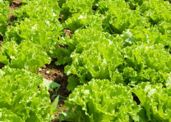 Hortaliça versátil cheia de nutrientes e muito popular no cultivo de casa