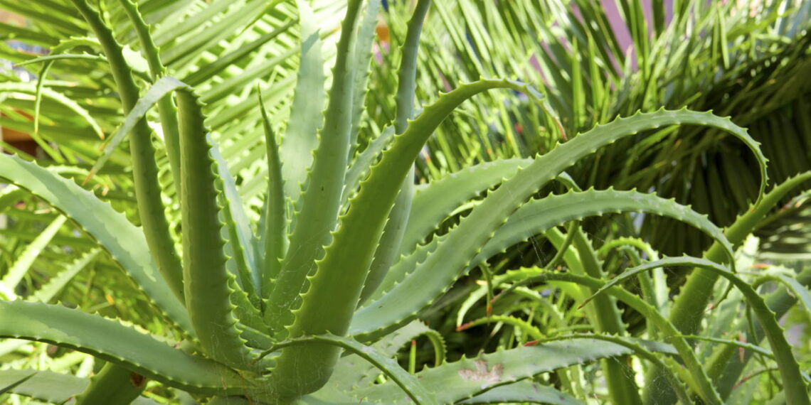 As 7 plantas medicinais que voltaram à moda na decoração