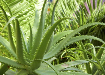 As 7 plantas medicinais que voltaram à moda na decoração