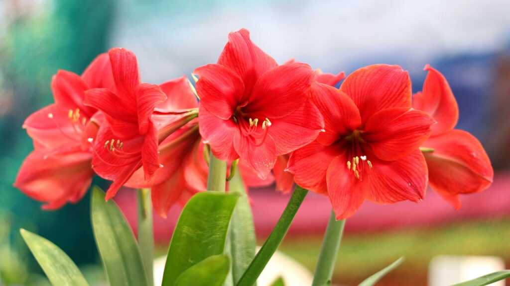 As 3 flores que anunciam a chegada da primavera