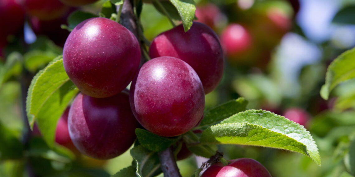 Nem limoeiro, nem laranjeira: as árvores perfeitas para plantar em setembro e colher no verão