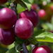 Nem limoeiro, nem laranjeira: as árvores perfeitas para plantar em setembro e colher no verão
