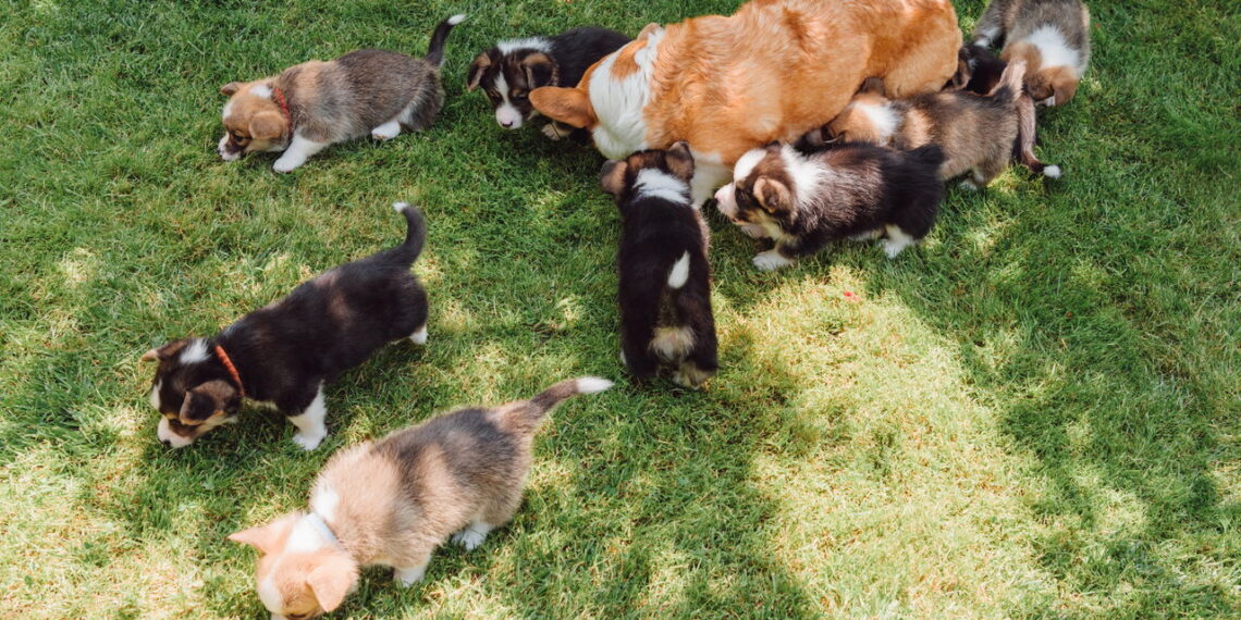 Como montar um jardim pet friendly com plantas que fazem bem