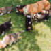 Como montar um jardim pet friendly com plantas que fazem bem