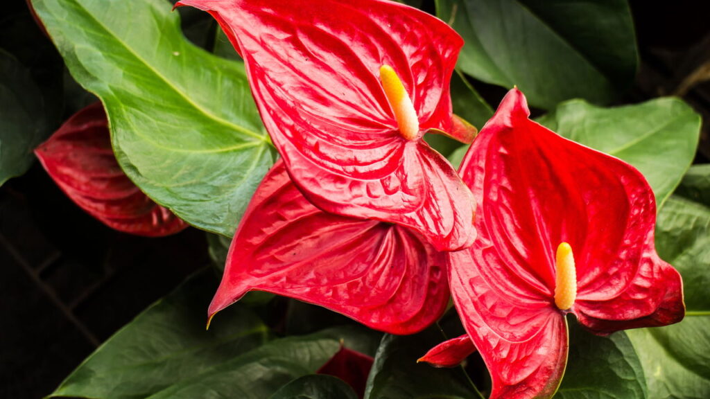 Essa planta elegante é perfeita pra quem tem pouco espaço em casa