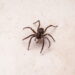 Como evitar que apareçam aranhas de canto em casa