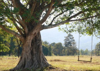 7 árvores que você deve evitar plantar no seu quintal a todo custo