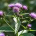 Essa planta ganha fama entre quem busca alívio natural para o estômago