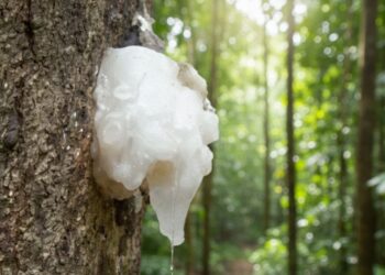 A resina dessa planta é usada há séculos e tem efeito surpreendente