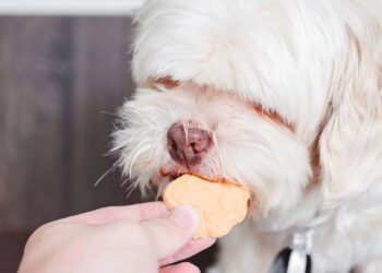 Como fazer biscoitos caseiros para cães com ingredientes simples