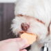 Como fazer biscoitos caseiros para cães com ingredientes simples