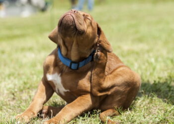 Como eliminar pulgas de forma natural e proteger seu animal de estimação