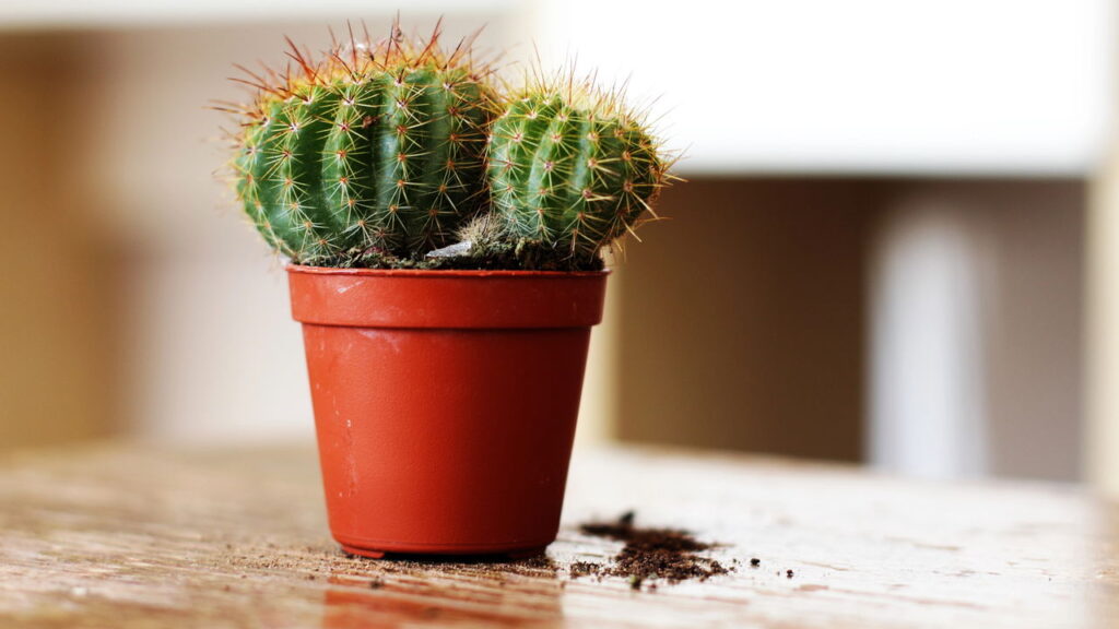 O tempo certo para regar um cacto e manter a planta sempre saudável