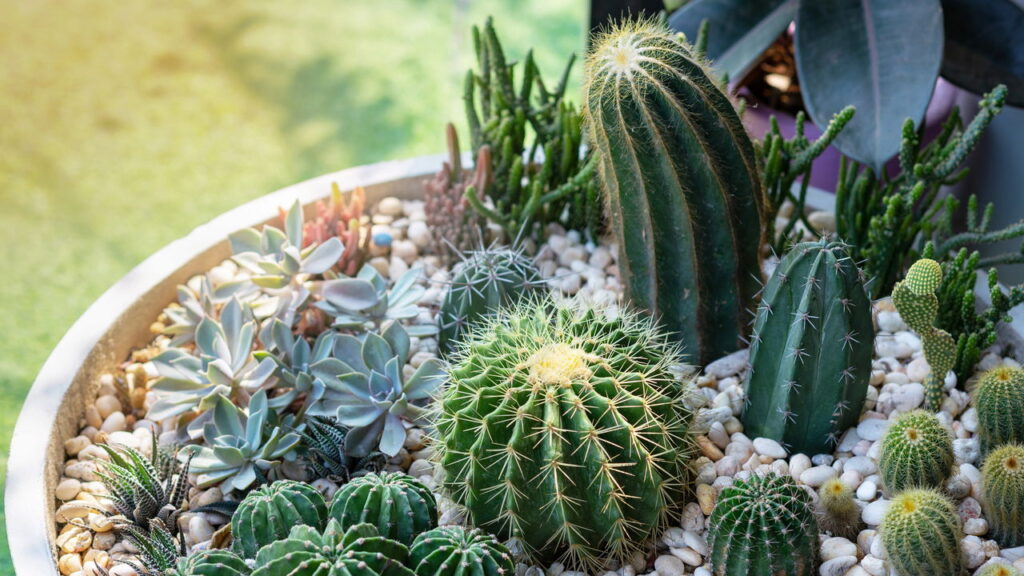 Plantas fáceis de cuidar para quem não tem tempo