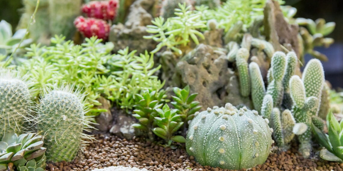 Plantas lindas que quase cuidam de si mesmas na decoração