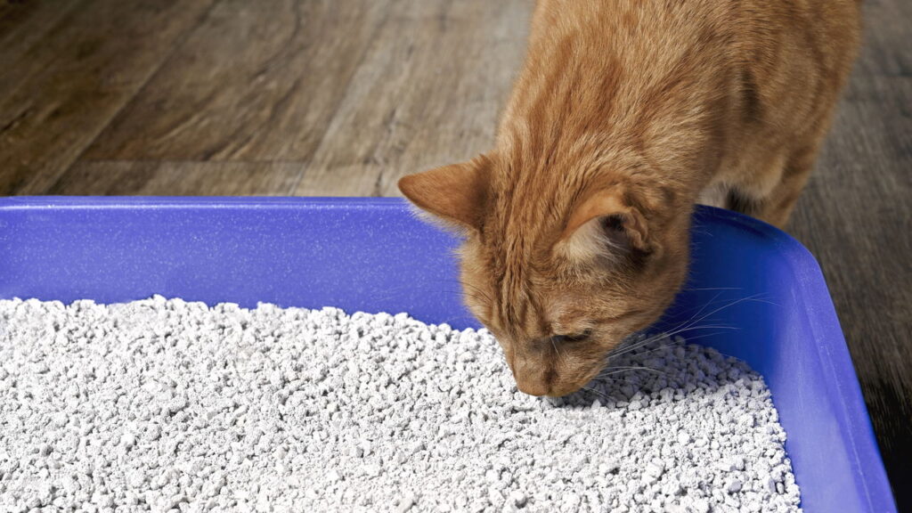 Melhores e piores lugares da casa para colocar a caixa de areia do gato