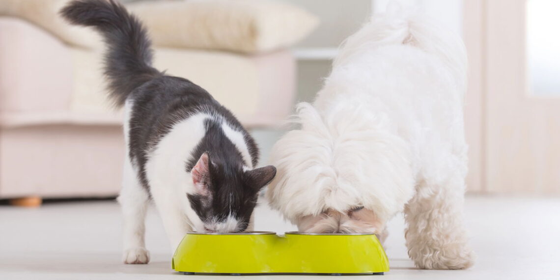 Como oferecer uma alimentação ecológica e saudável para seu pet