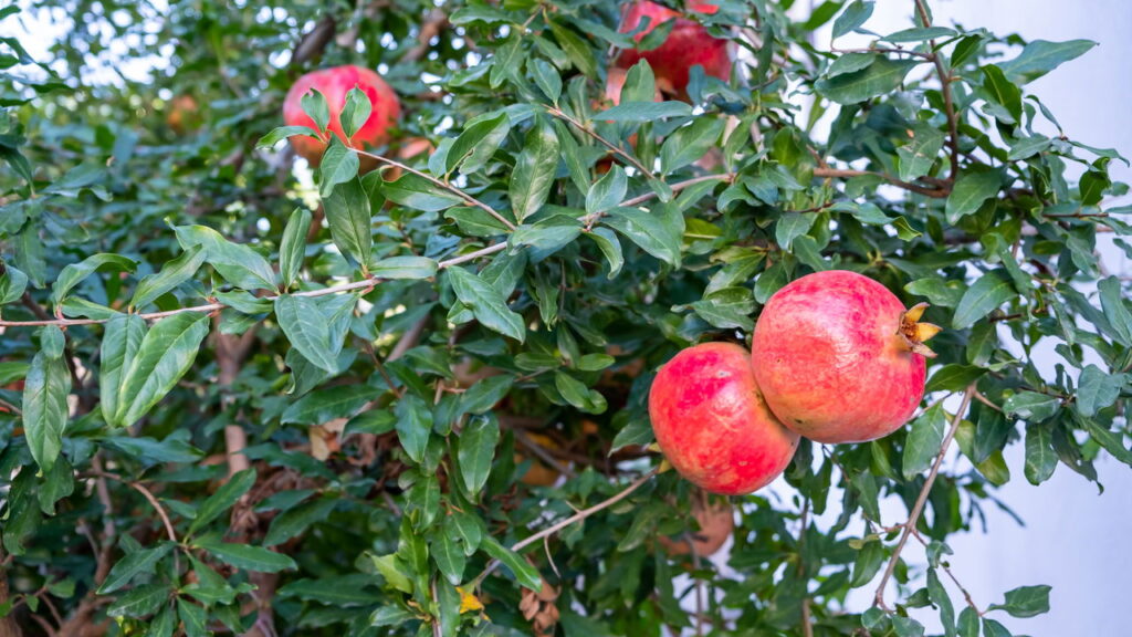 O antioxidante natural mais poderoso revelado pela ciência