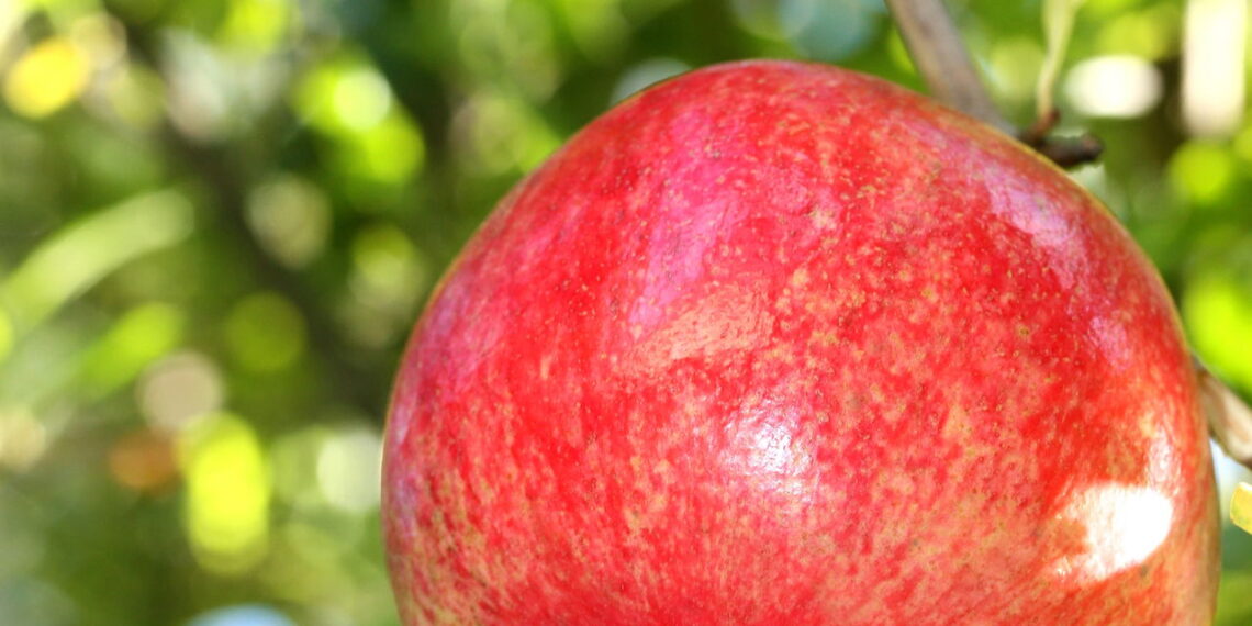 O antioxidante natural mais poderoso revelado pela ciência
