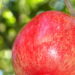 O antioxidante natural mais poderoso revelado pela ciência