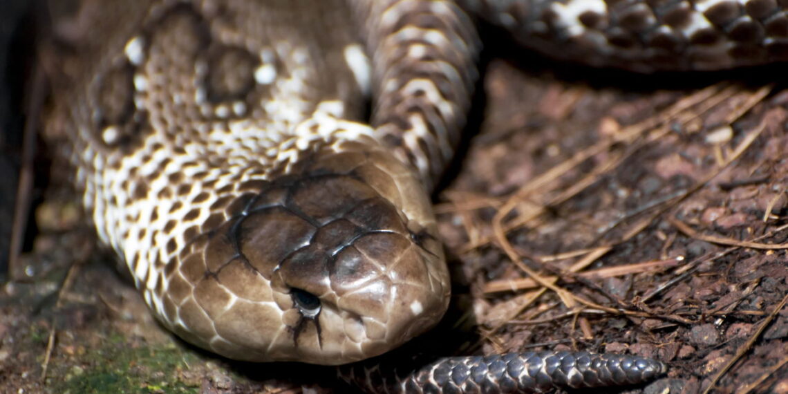 Maneiras simples, mas eficazes de afastar cobras do seu quintal
