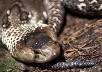 Maneiras simples, mas eficazes de afastar cobras do seu quintal