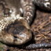 Maneiras simples, mas eficazes de afastar cobras do seu quintal