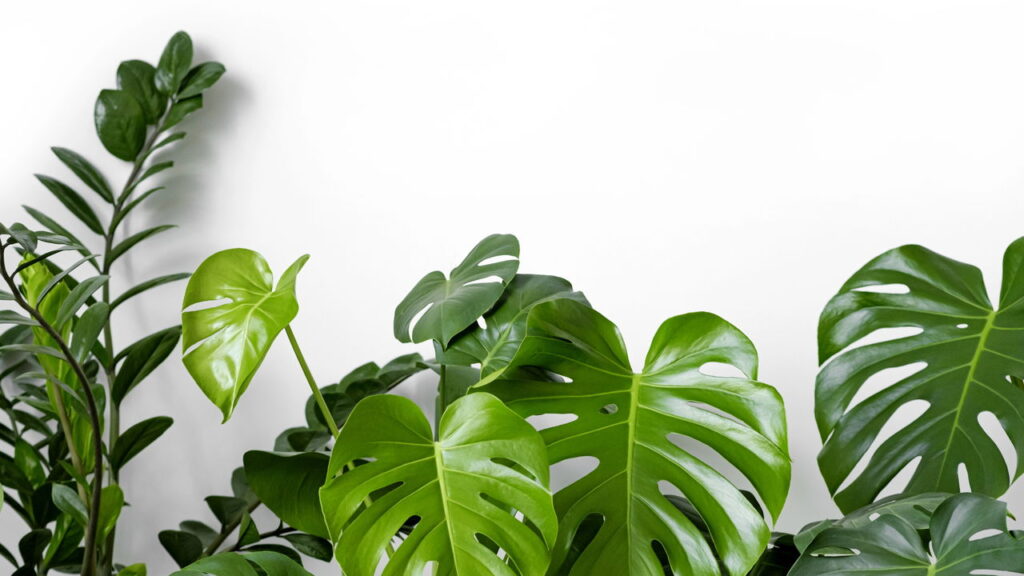 Essa é a planta mais elegante para transformar sua casa