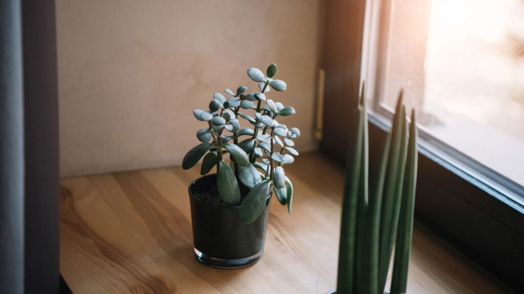 Essa planta atrai riqueza e prosperidade para sua casa