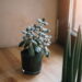 Estas plantas atraem boa sorte e riqueza para casa