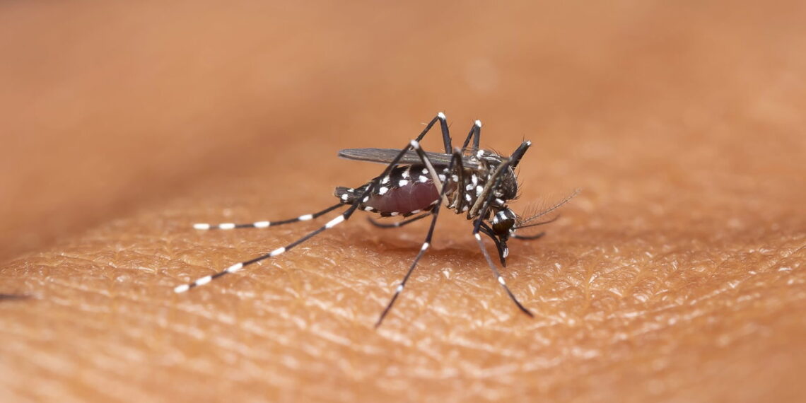 Plantas que afastam mosquitos e ajudam a evitar a dengue