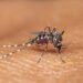 Plantas que afastam mosquitos e ajudam a evitar a dengue