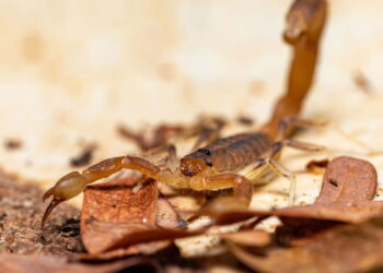 Esse cuidado simples pode proteger seu jardim de escorpiões