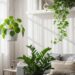 Adaptação a ambientes com pouca luz garantindo cultivo saudável