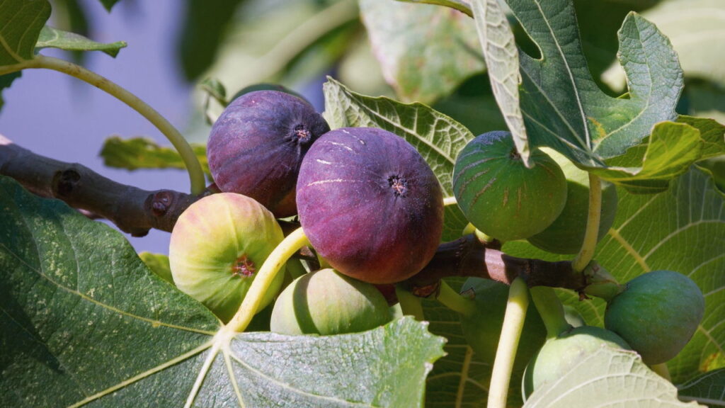 Nem limoeiro, nem laranjeira: a frutífera perfeita para plantar em setembro e colher no verão