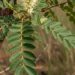 Essa planta medicinal ajuda com inflamações e infecções
