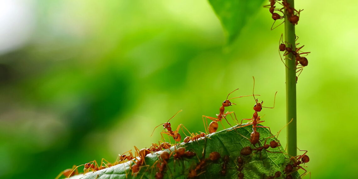 3 plantas que funcionam como repelente natural contra formigas
