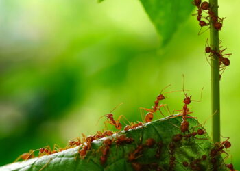 3 plantas que funcionam como repelente natural contra formigas