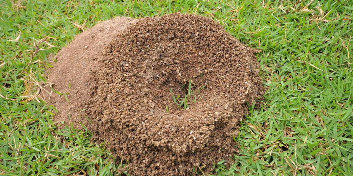 Truques que quase ninguém conhece para acabar com formigueiros no jardim