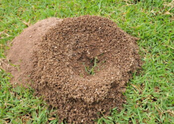 Truques que quase ninguém conhece para acabar com formigueiros no jardim