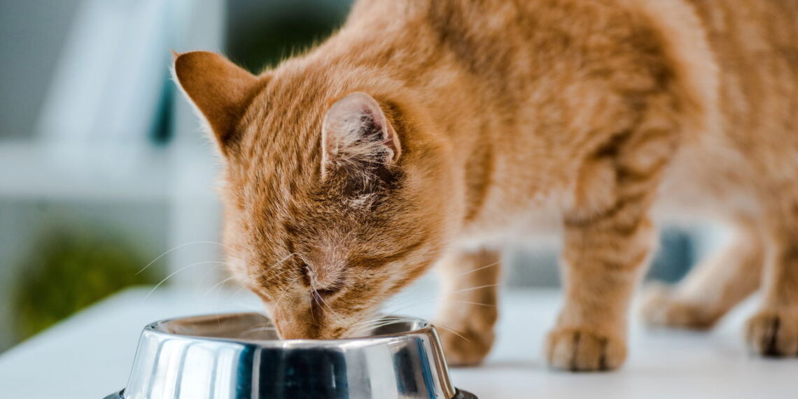 3 alimentos que os gatos podem comer sem risco além da ração
