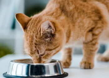 3 alimentos que os gatos podem comer sem risco além da ração