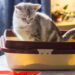 Não aguenta mais o cheiro de xixi do gato? Isso pode te salvar
